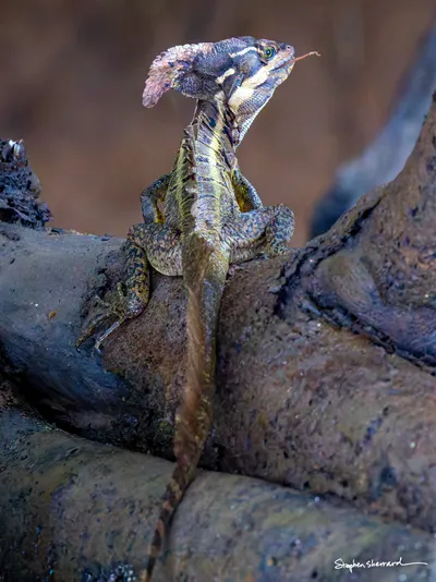 Costa Rica